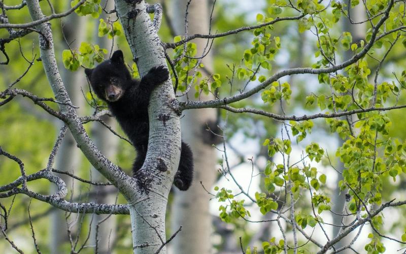 Black bear, birch tree wallpaper,Black HD wallpaper,Bear HD