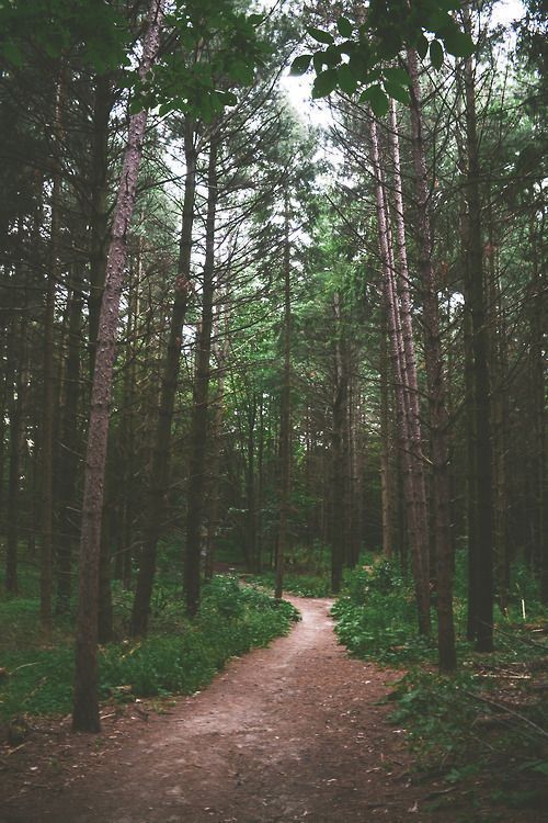 Forest tree path in woods Trees & the Forest Pinterest