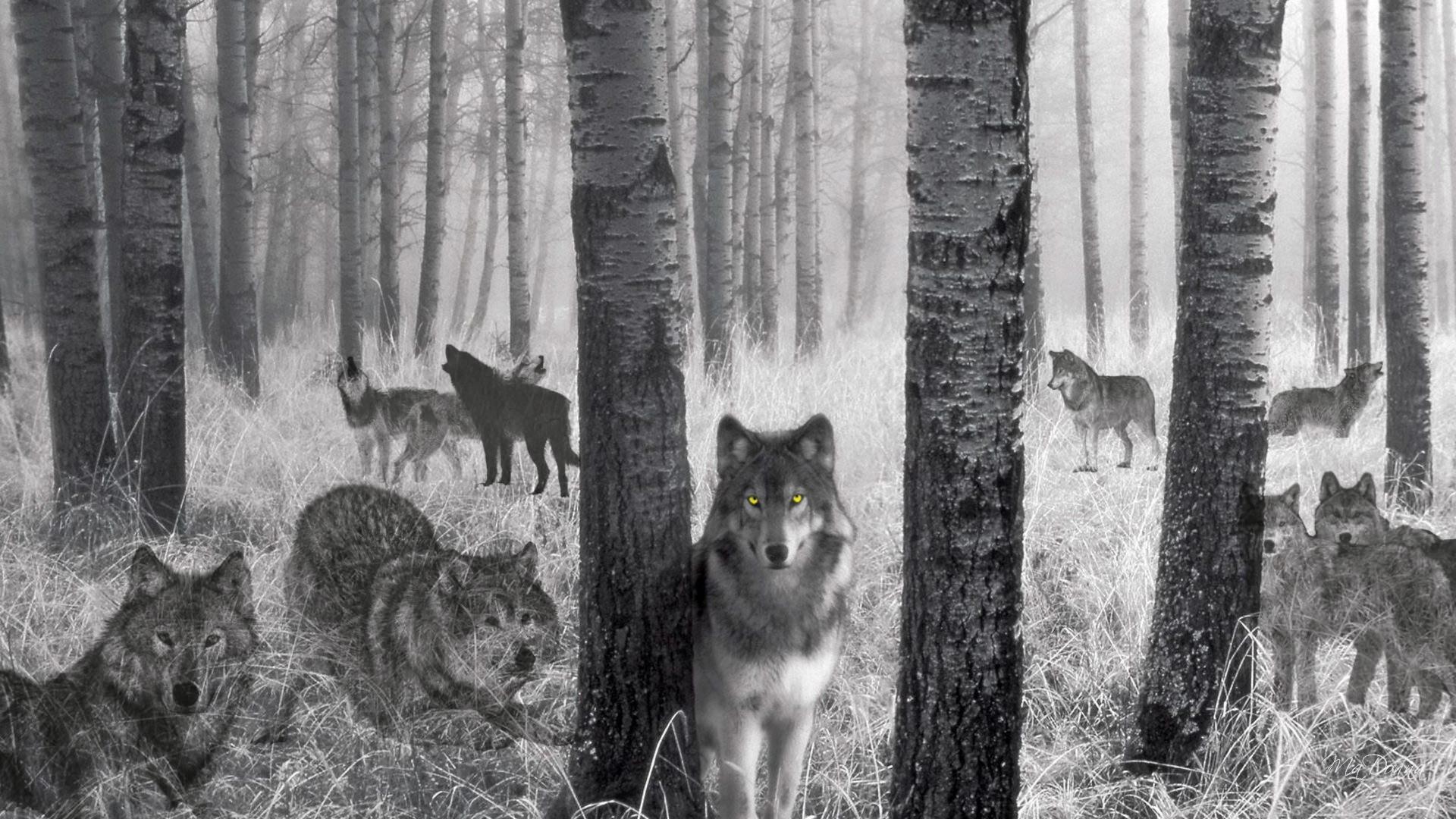 Wolf Spirits Of The Woods HD Wallpaper, get it now