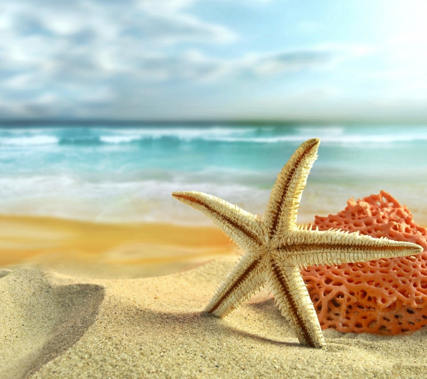 Wallpapers Sanddollars Starfish On Beach Hd Android Hq 1440x1280 ...