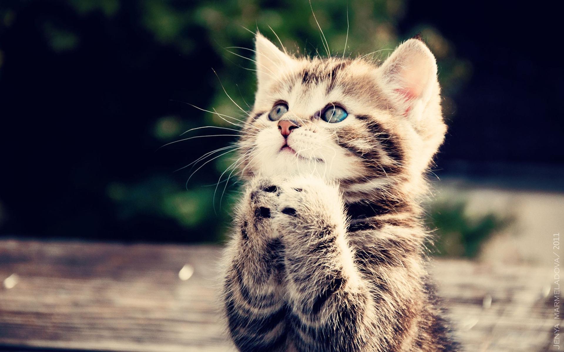 Download Cute Cat Praying Wallpaper Full HD Backgrounds