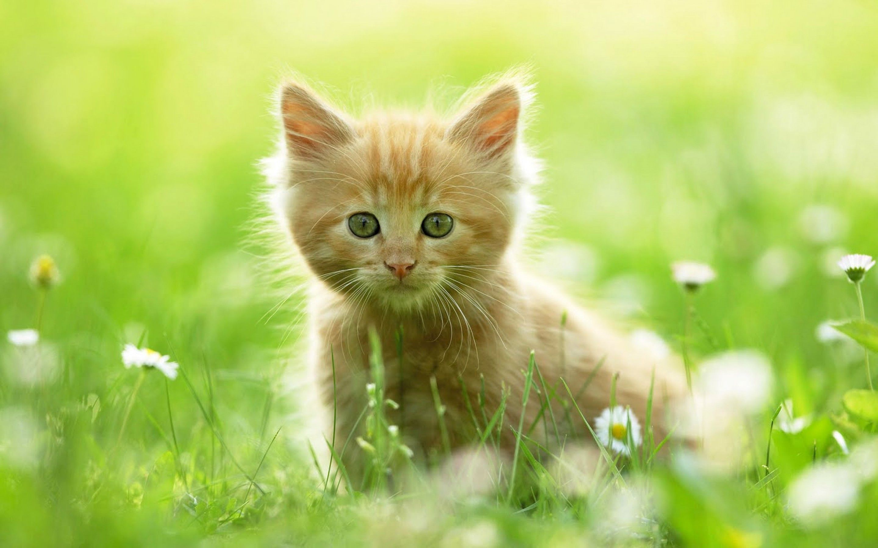 Download Cute Cat Wallpaper Picture Gallery - Download Page