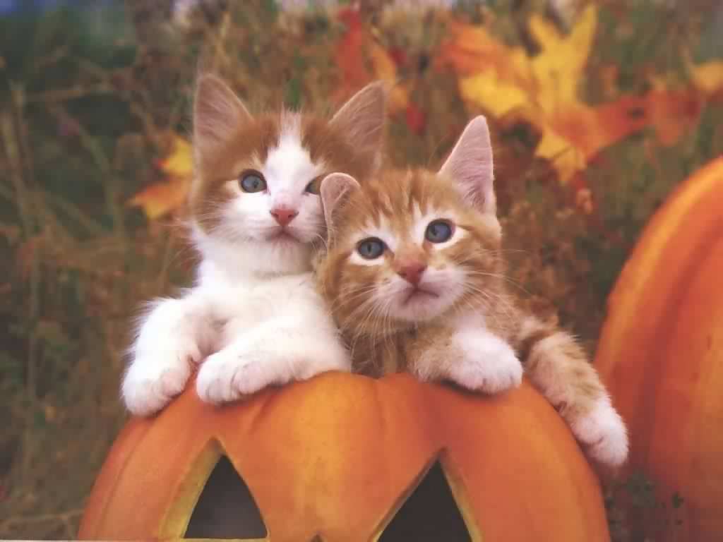 Cute Cat - Cats Wallpaper 13632369 - Fanpop