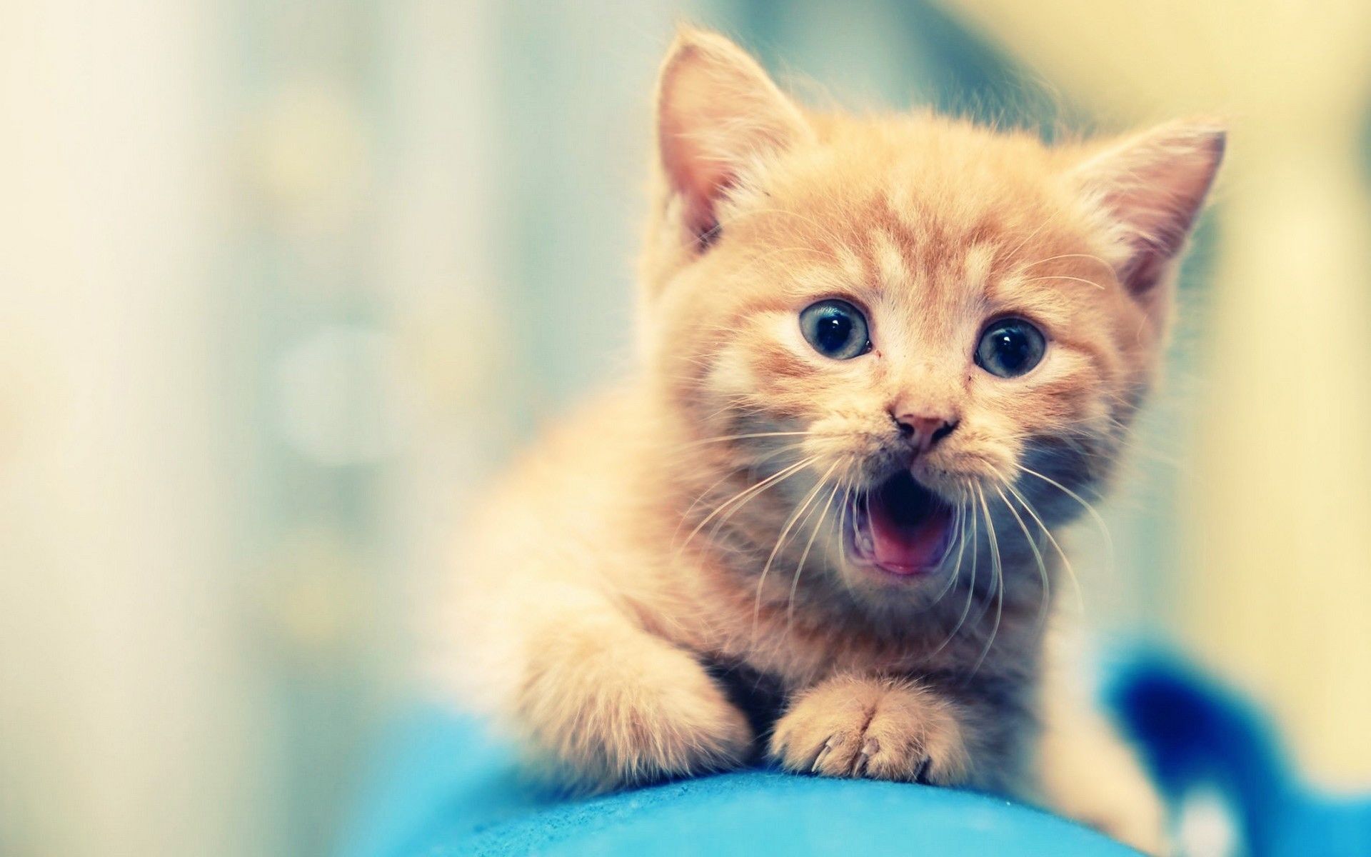 Cute cat animal wallpapers for desktop background full screen - HD