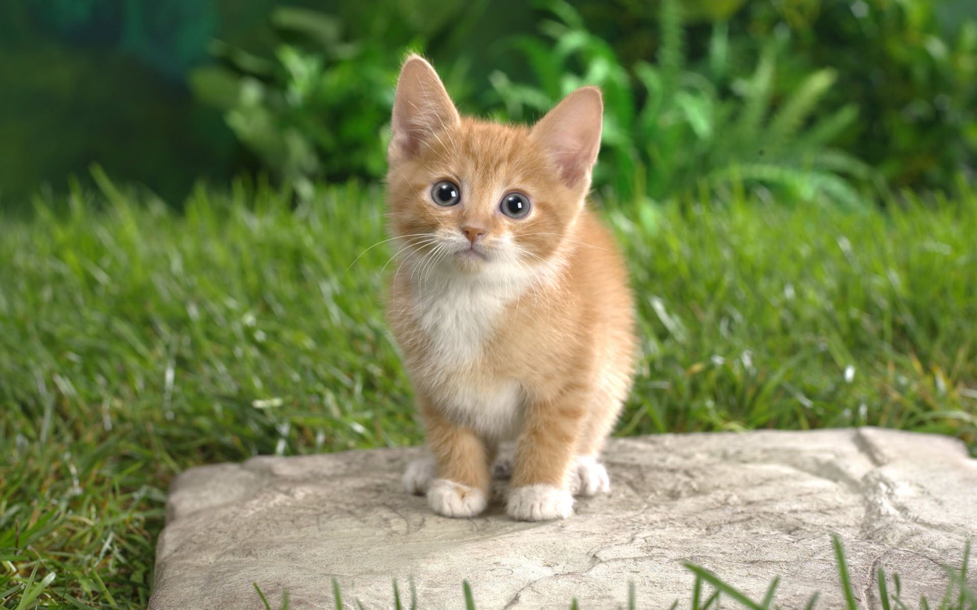 Gallery for - cute cats wallpaper