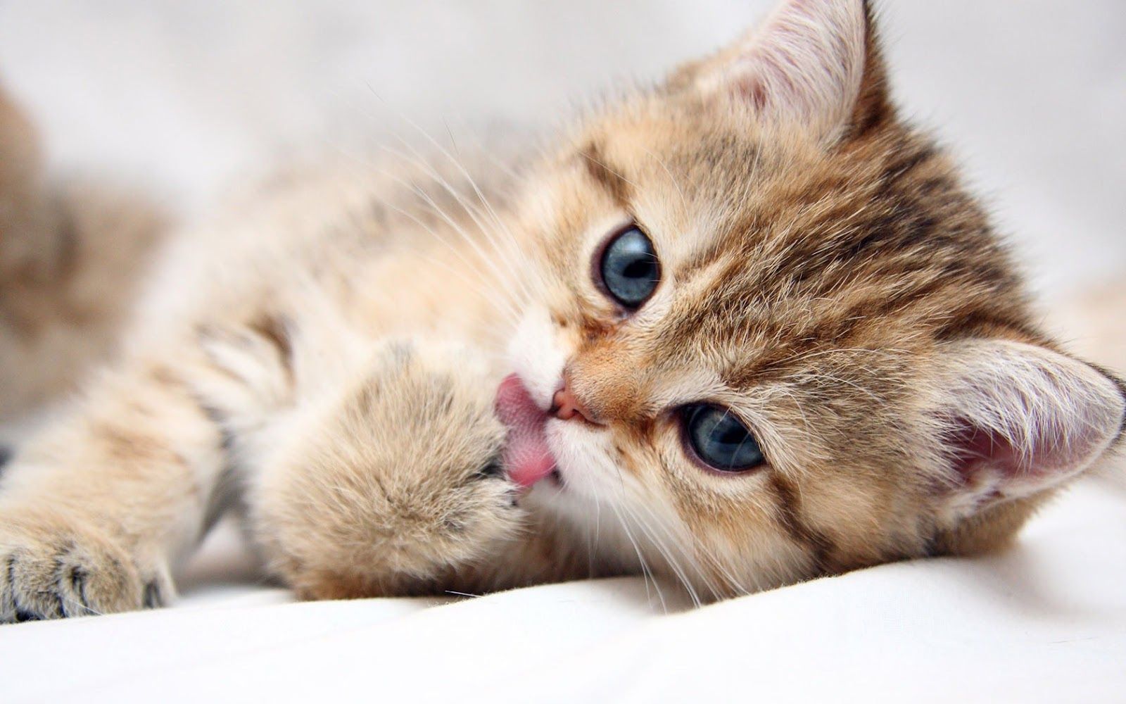 Cute-Cat.jpeg