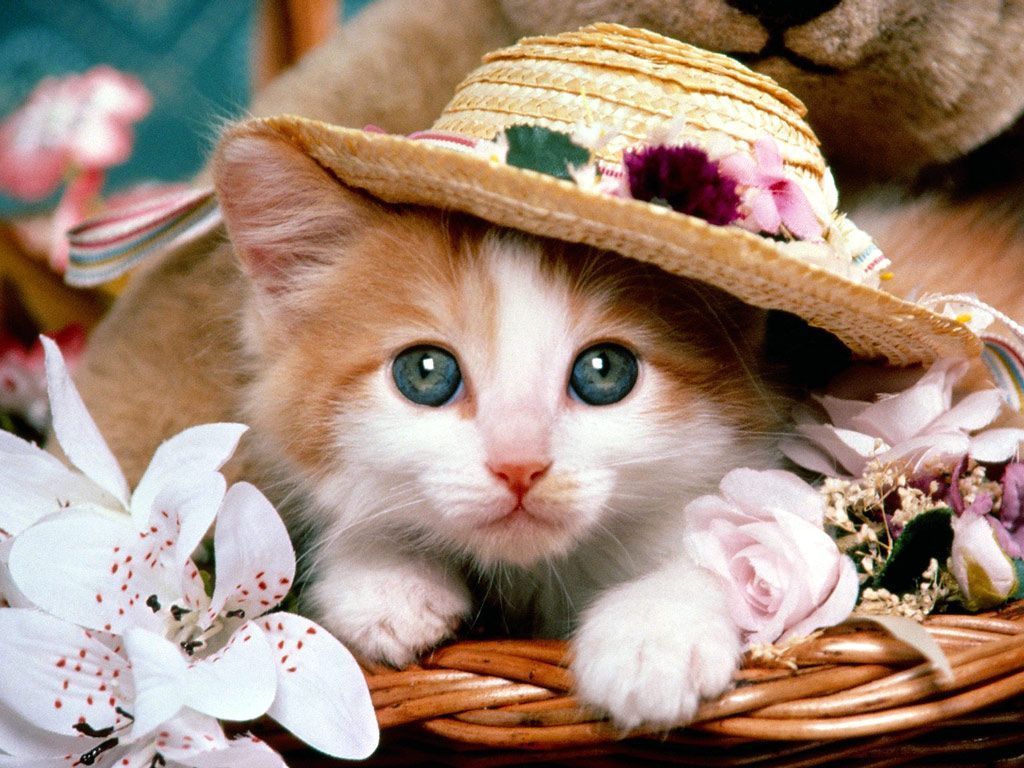 Download Cute Cat Desktop Free Wallpaper | Full HD Wallpapers