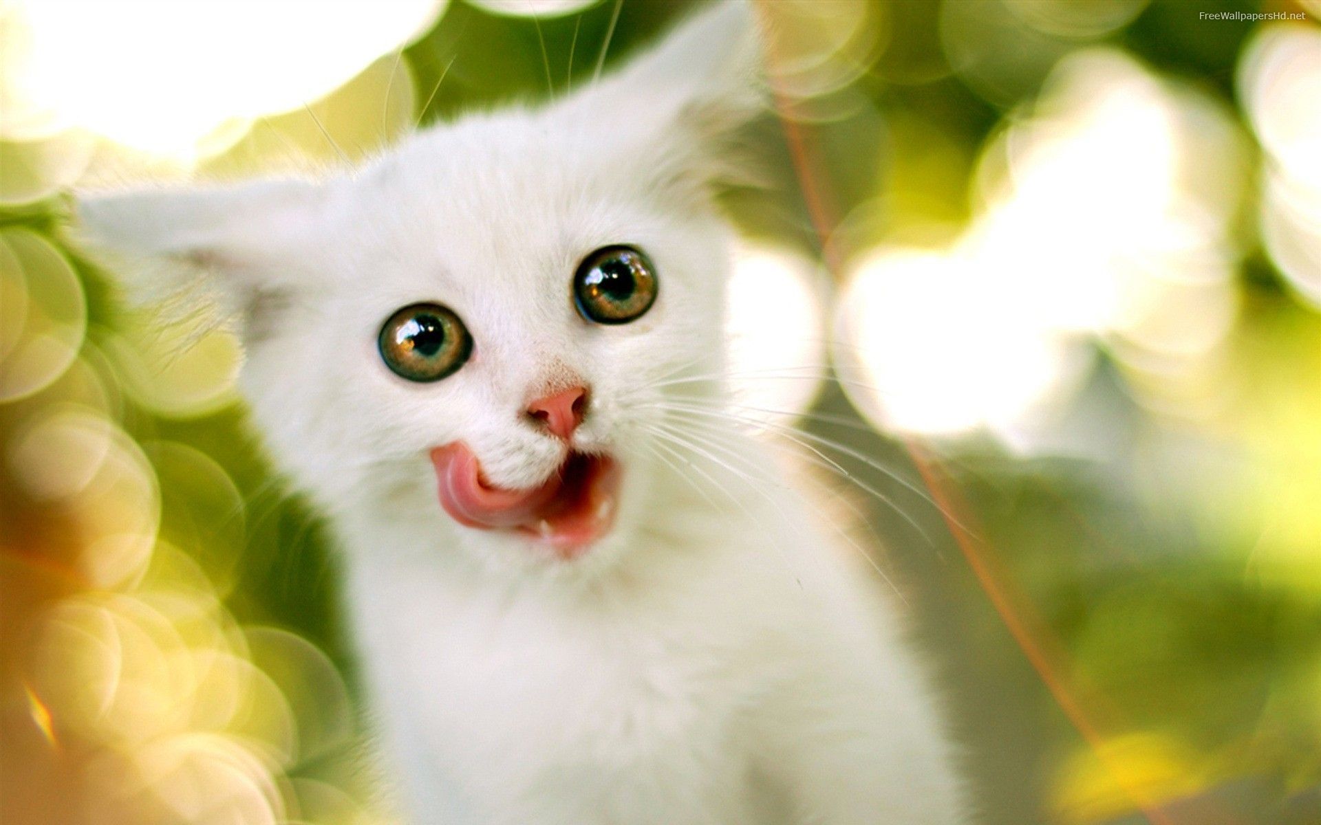 Download Cat Cute Pics White Free Wallpaper 1920x1200 | Full HD ...