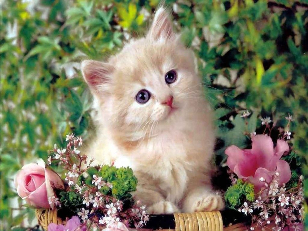 cute-cats-background-wallpaper.jpg
