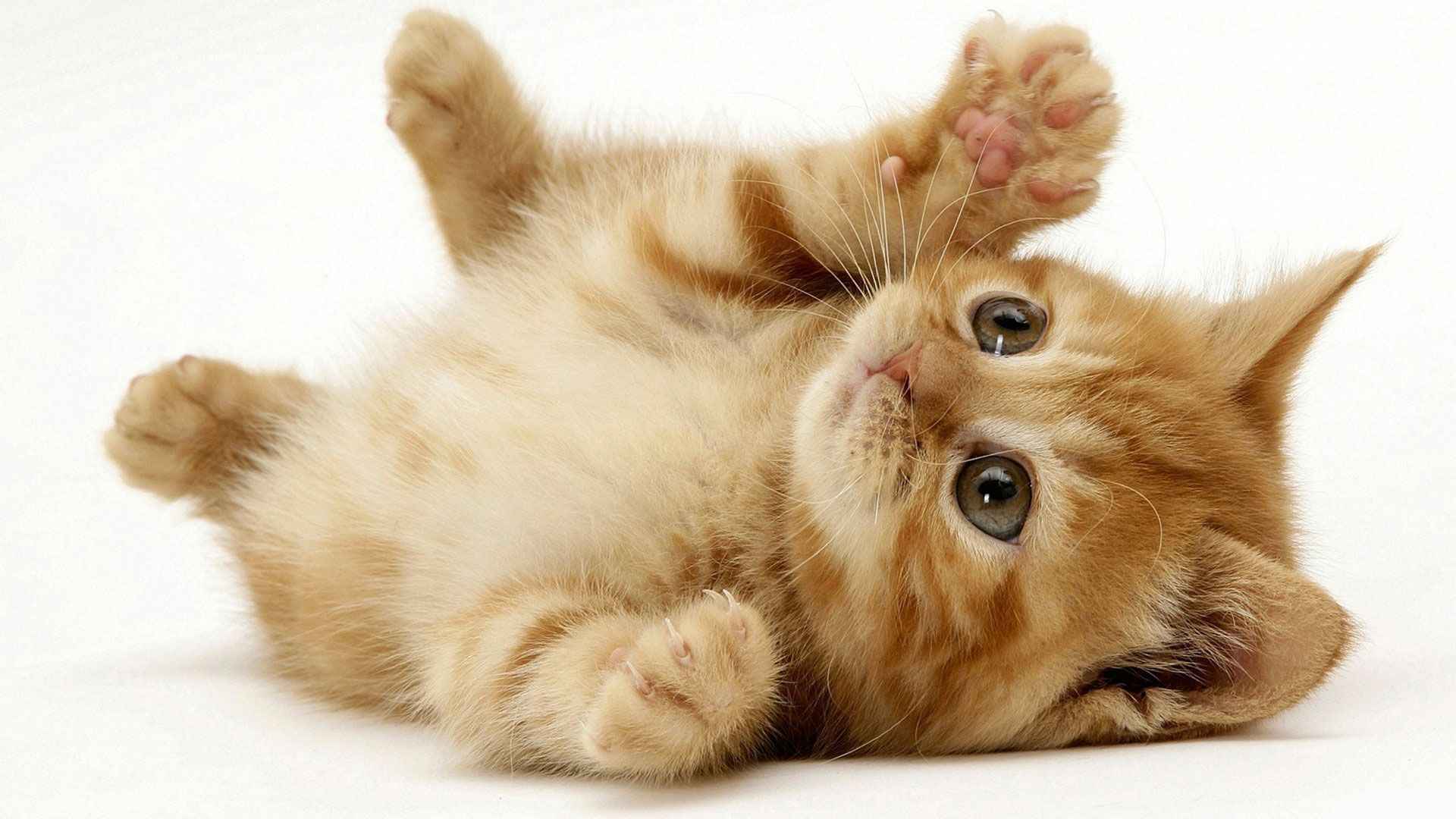 Gallery for - cute cats wallpaper