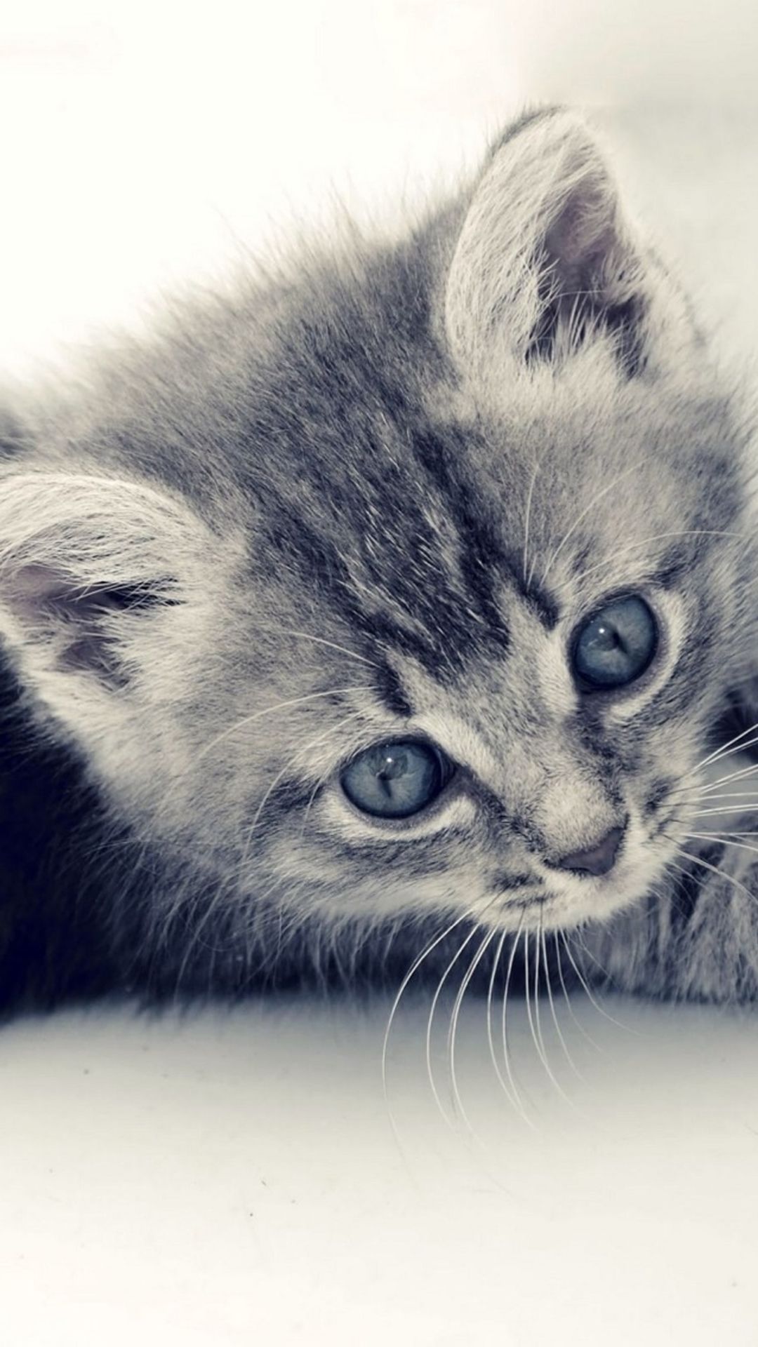Cute Cat Kitten Macro Gray Background iPhone 6 Wallpaper Download ...