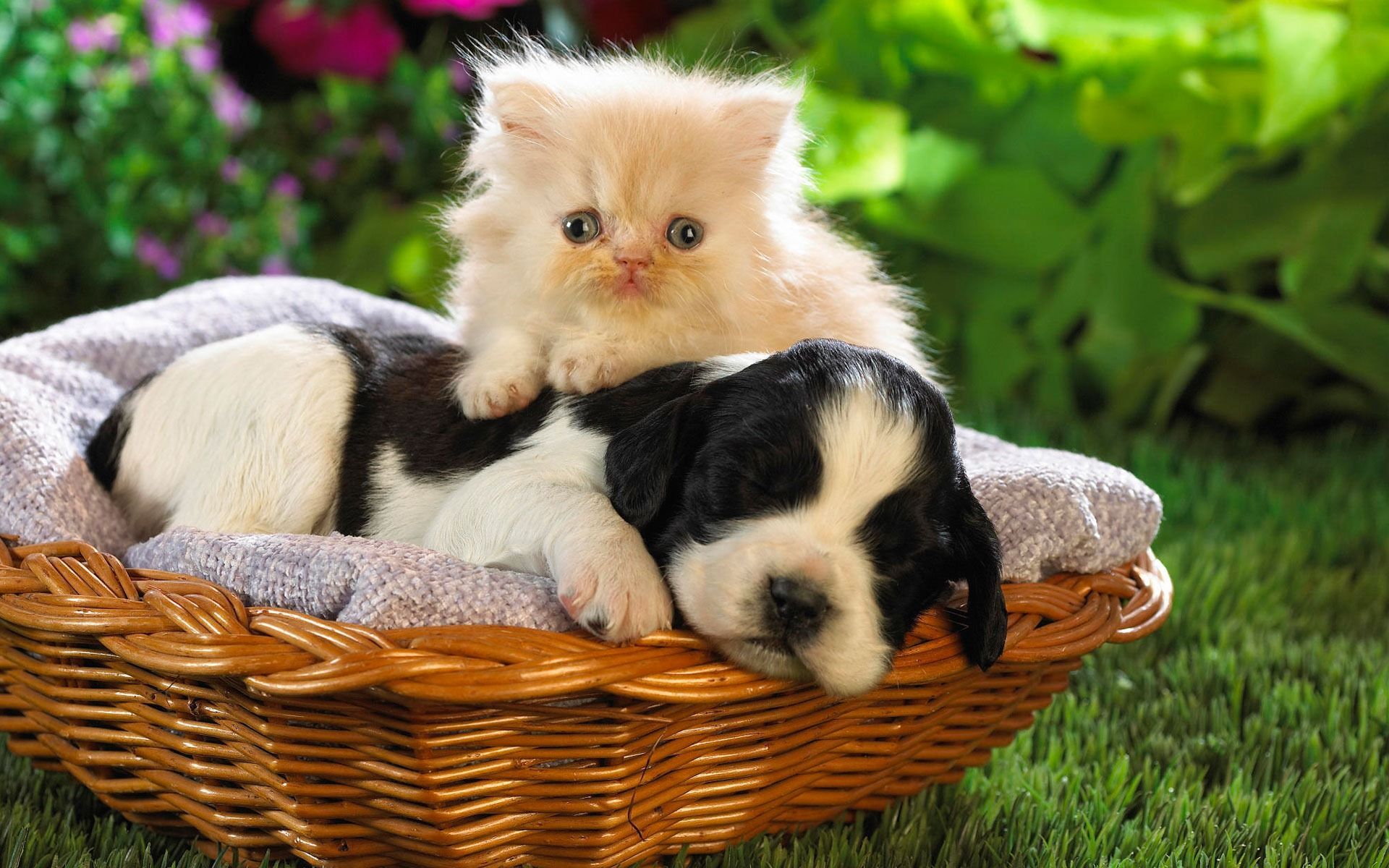 Gallery for - cute cat dog wallpaper