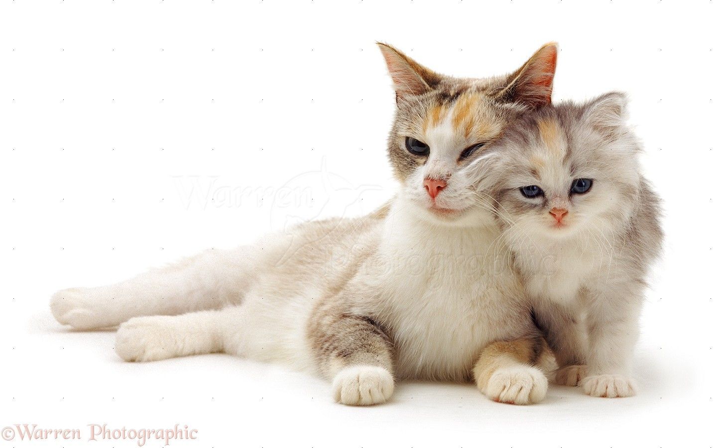 Cute cat and kitten photo - WP14196