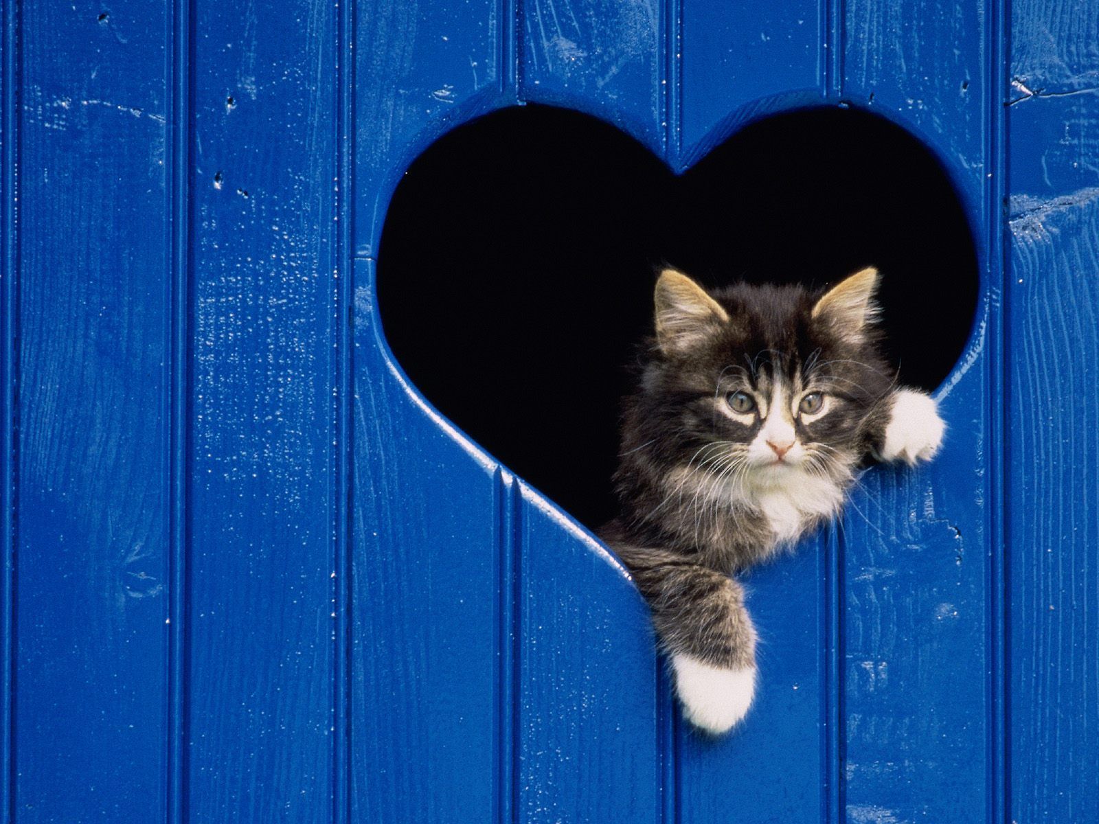 Cute Cats Desktop Wallpaper Free Obtain - HD Images New