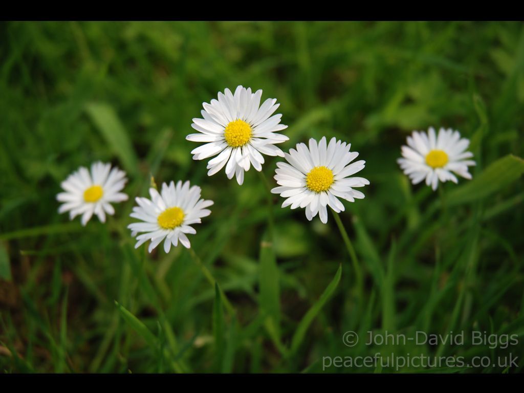 Peaceful Pictures, free downloadable desktop backgrounds to use as
