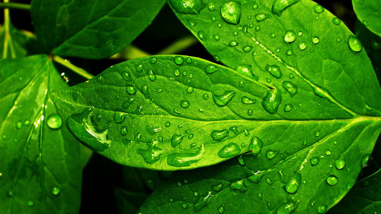All Kinds Beautifull Wallpapers: Green Nature –Lovely Wallpapers