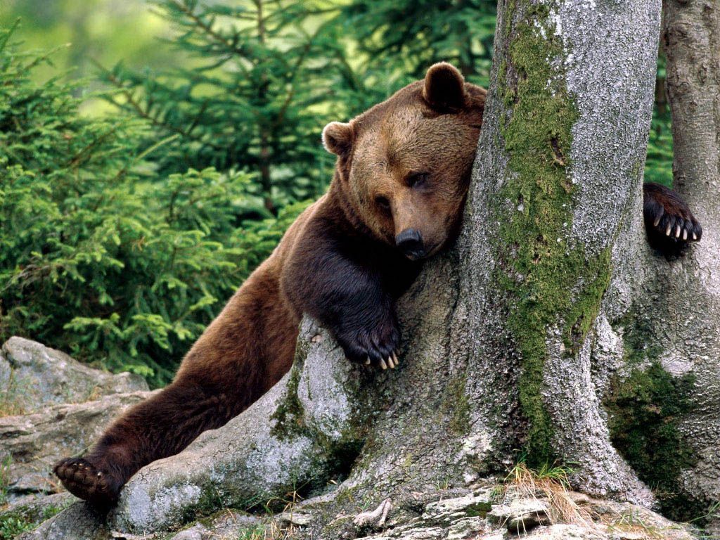 Bear HD Wallpapers | Bear Desktop Images | Cool Wallpapers