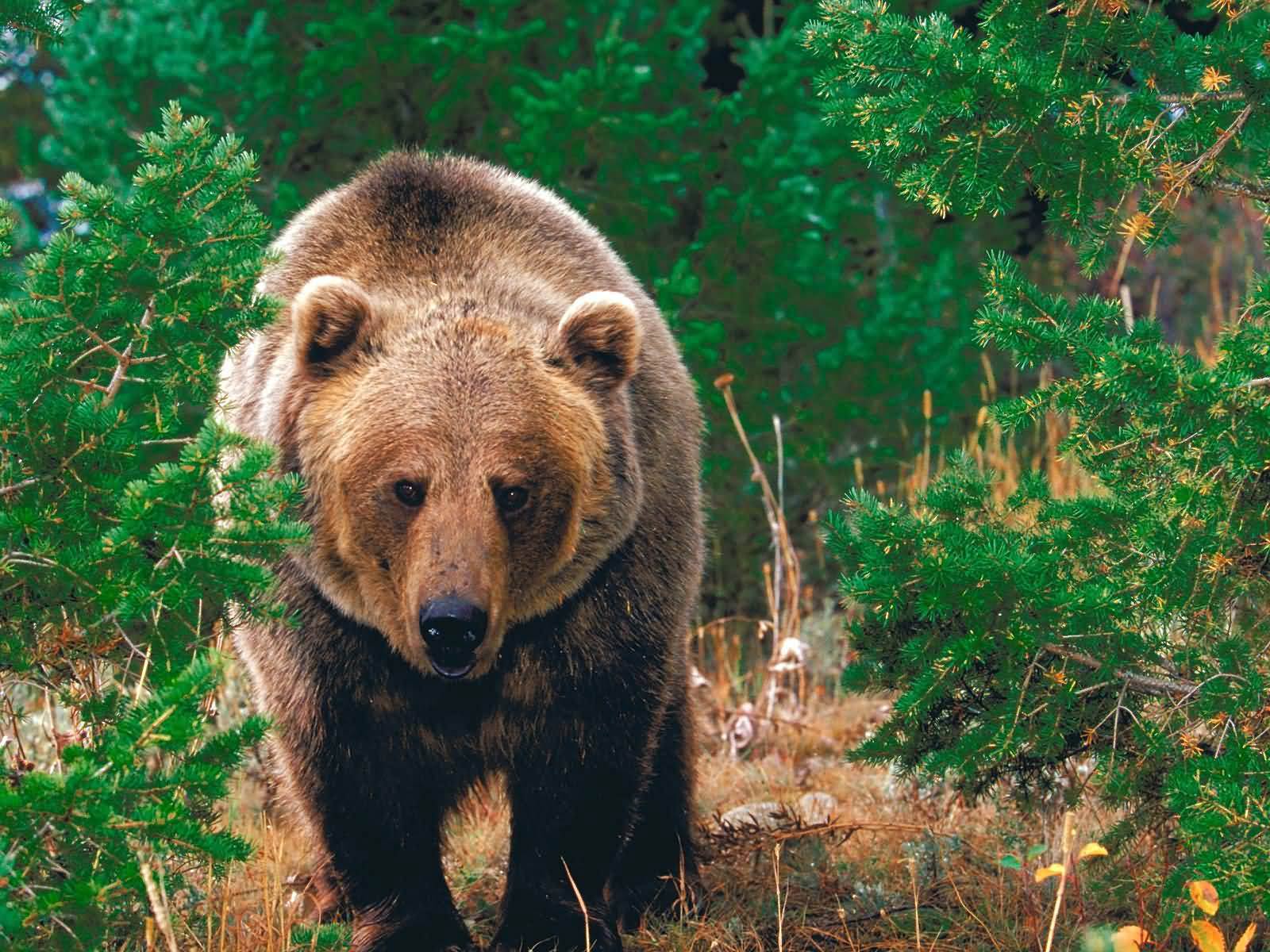 Free Grizzly Bear Wallpaper download - Animals Town