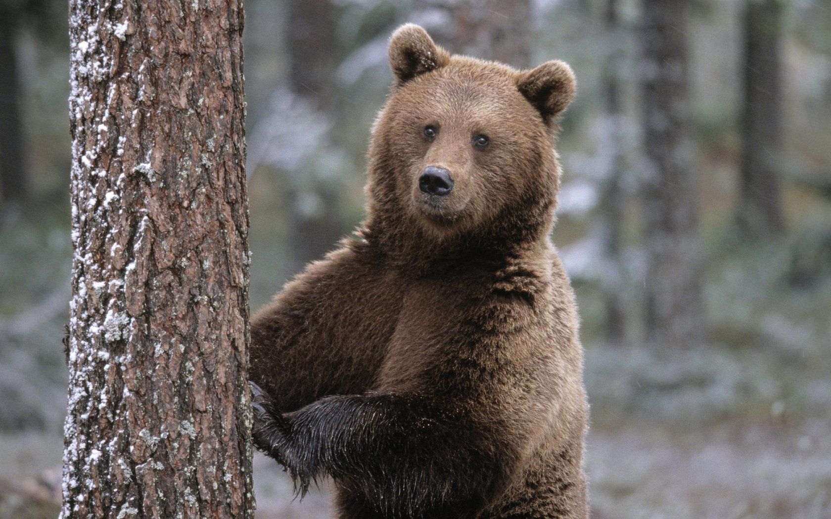 Bear Wallpaper bears 31446782 1680 1050