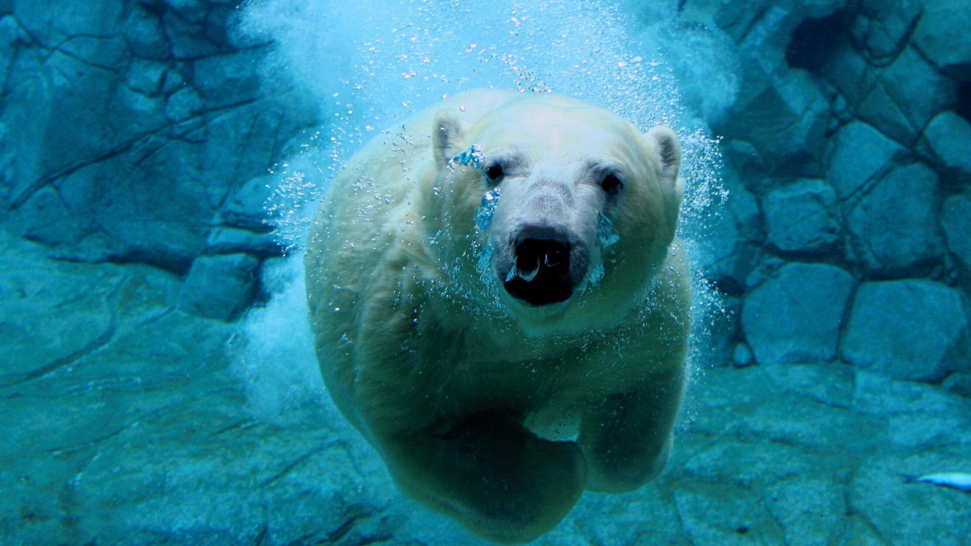 Swimming polar bear 1164