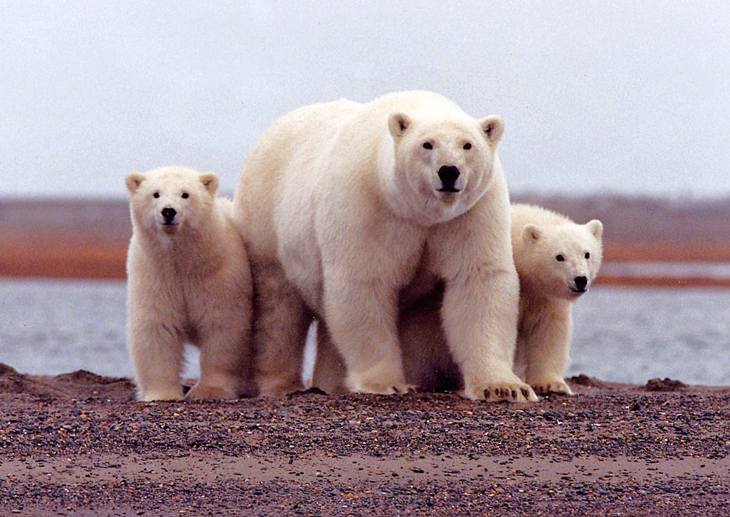 Polar Bear Wallpaper - Animals Town