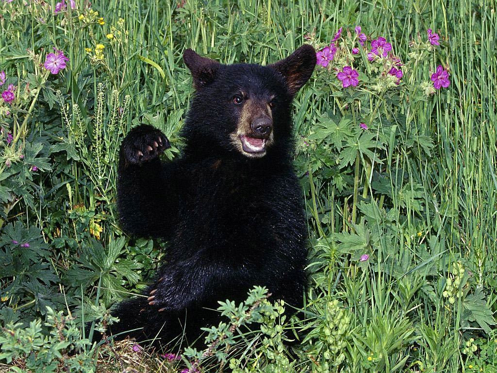 Black Bear Wallpapers - Animals Town