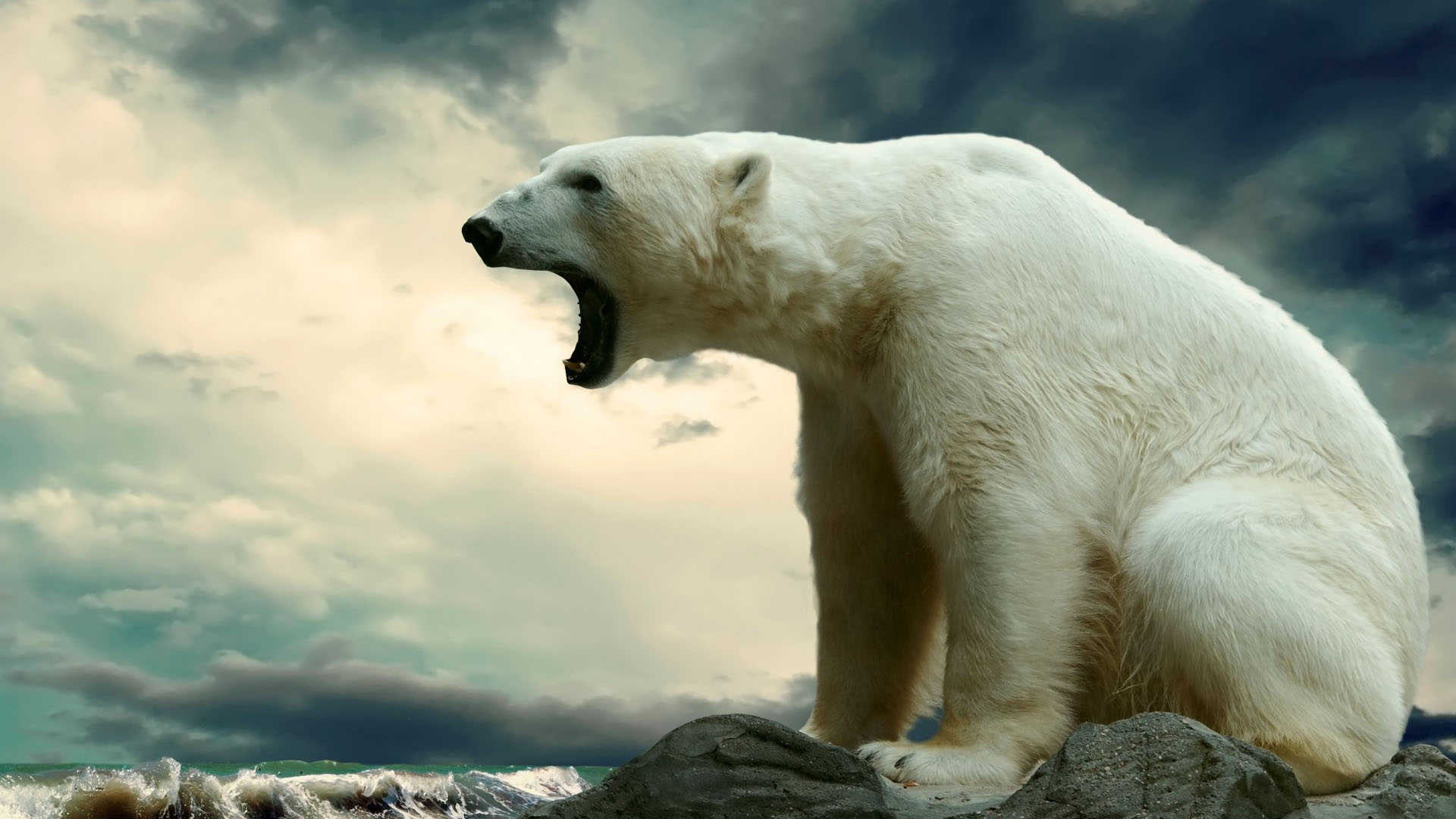 White Bear Wallpapers HD Download