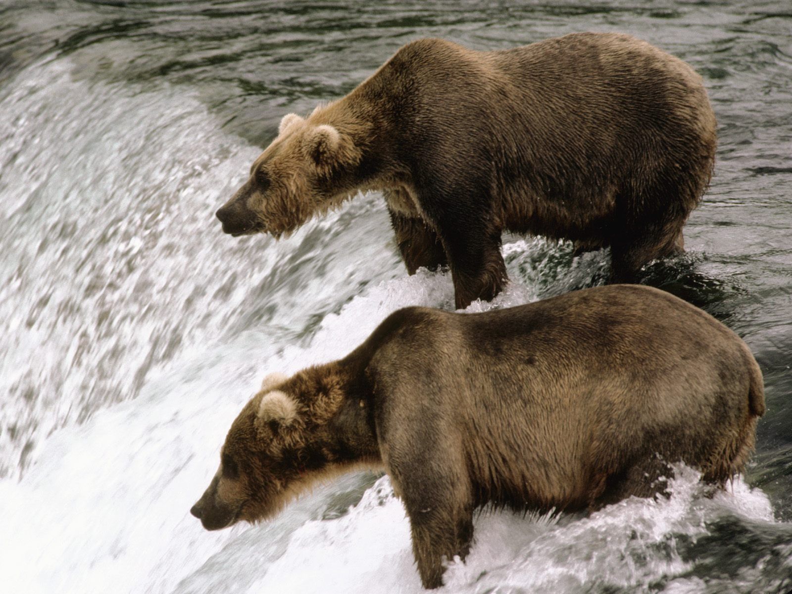 HD Free Brown Bear Wallpaper Bears Animals Wallpaper Download ...