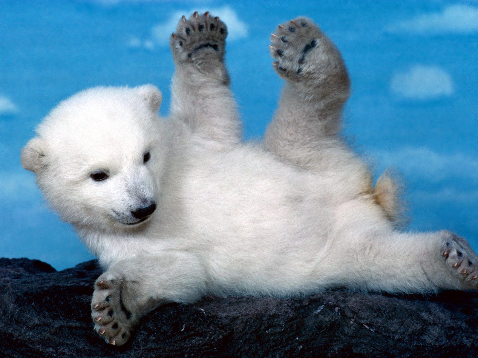 Cute Polar Bear Wallpaper - 196245