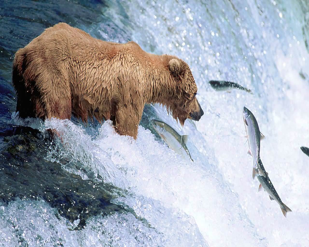 Grizzly Bear Wallpaper and background - Animals Town