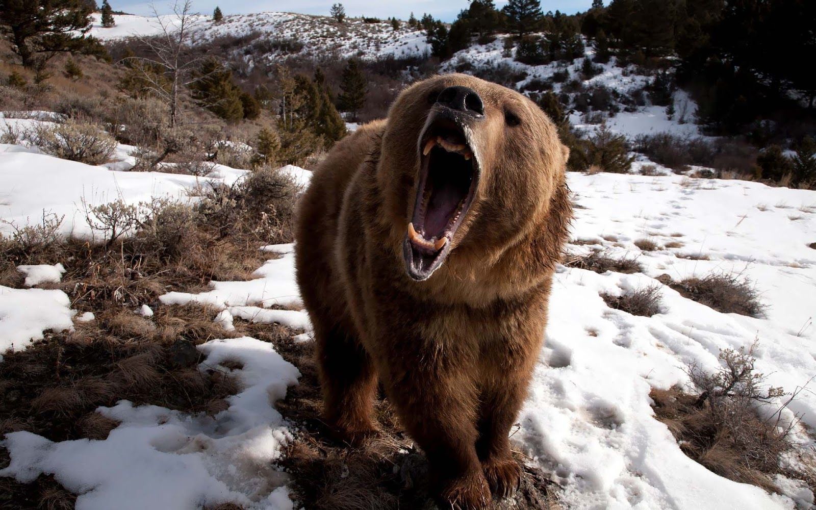 Angry attacking bear wallpaper | HD Animals Wallpapers
