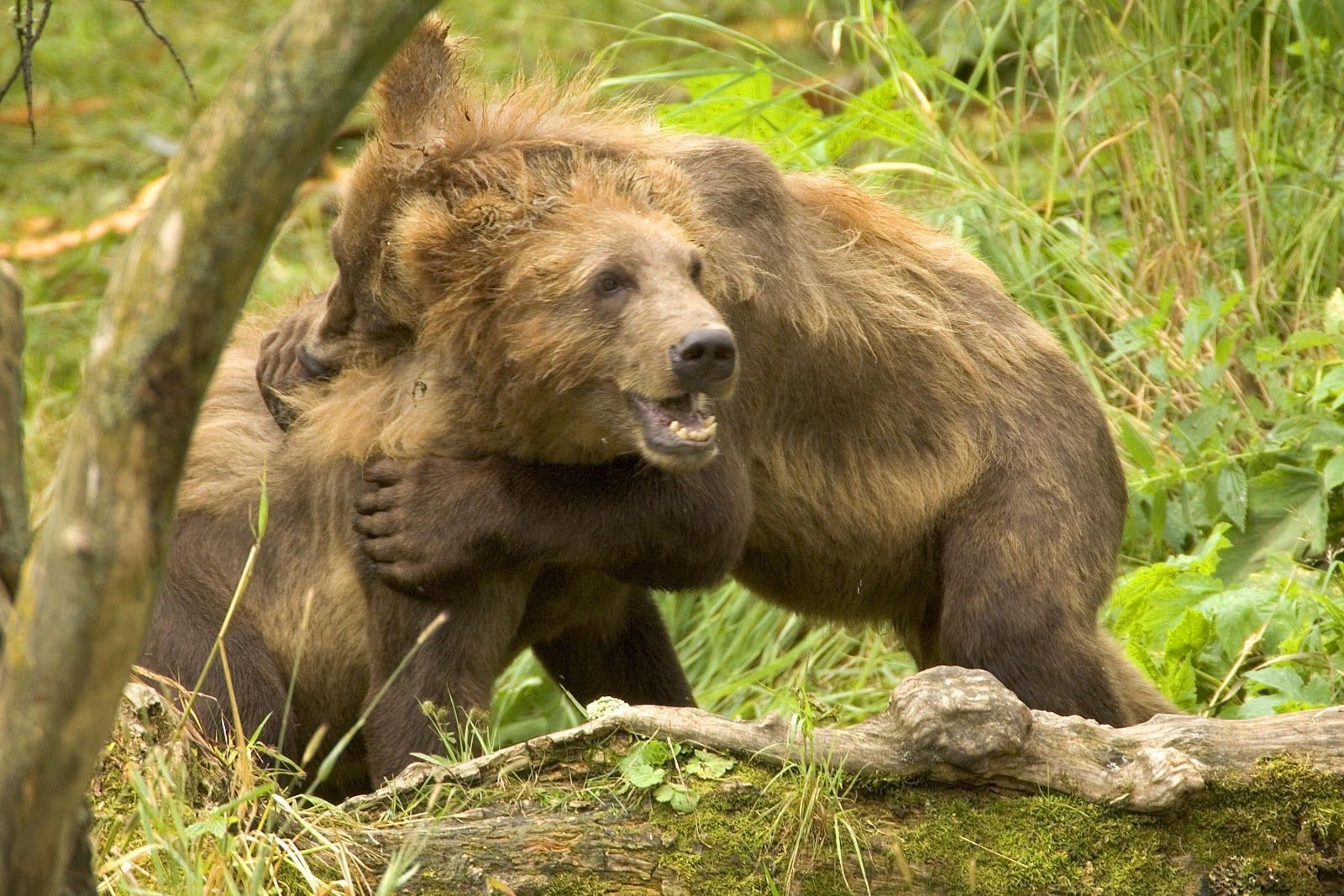 Brown Bear Wallpapers | Animals Library