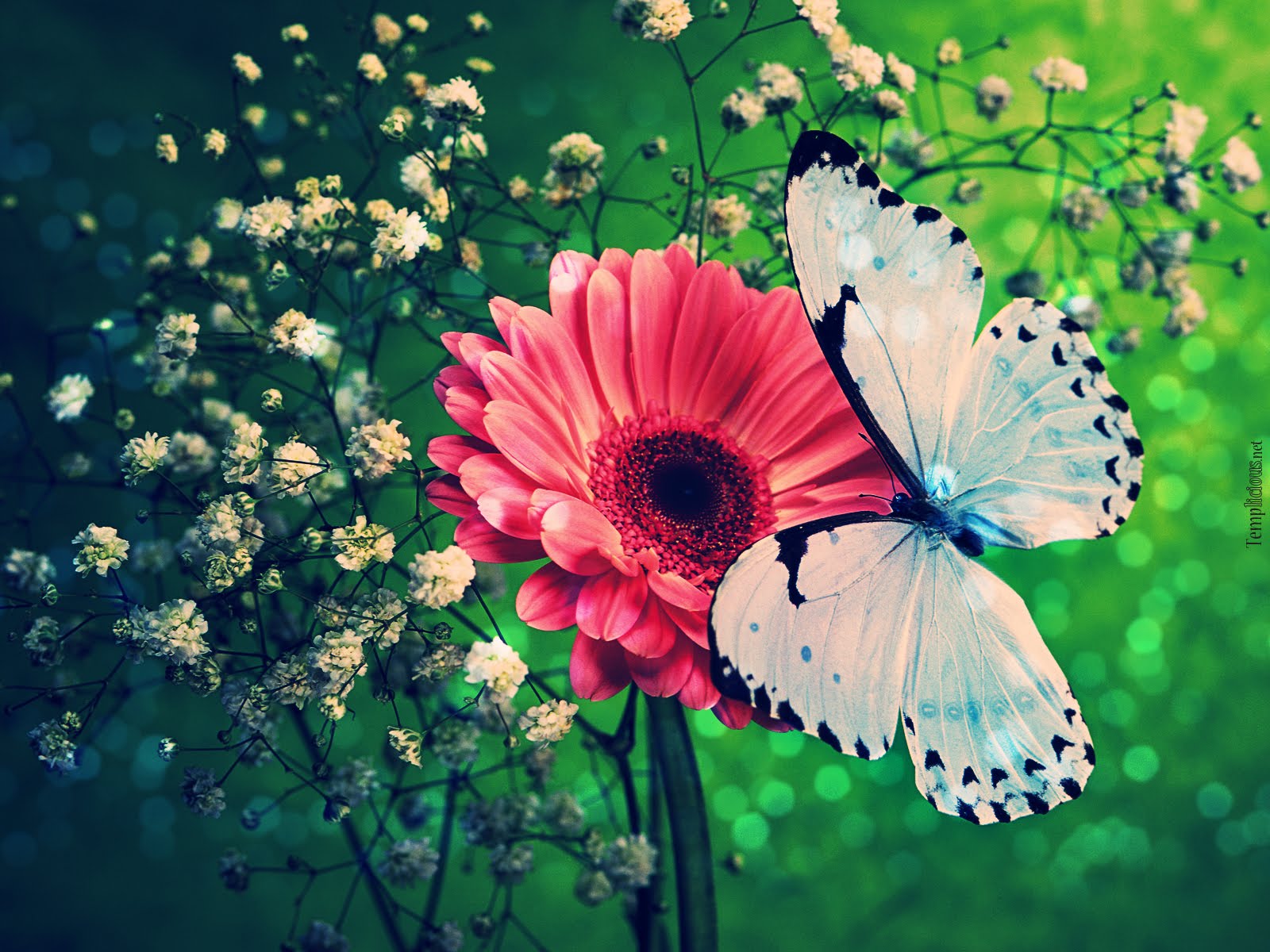 Butterfly Background Images - HD Wallpapers Pretty