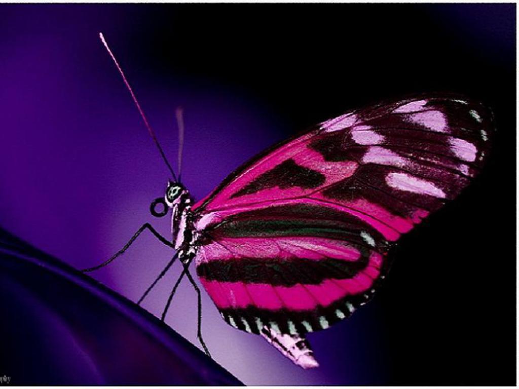 Pink Butterfly - Butterflies Wallpaper (17382724) - Fanpop