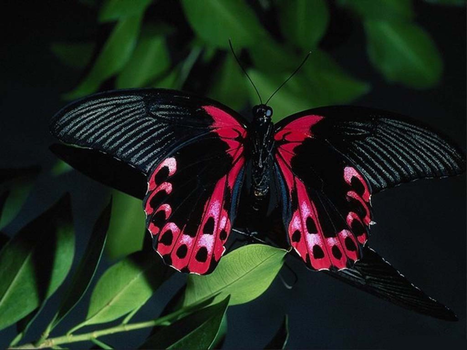 pretty pictures of butterflies Beautiful Butterflies – Butterflies ...