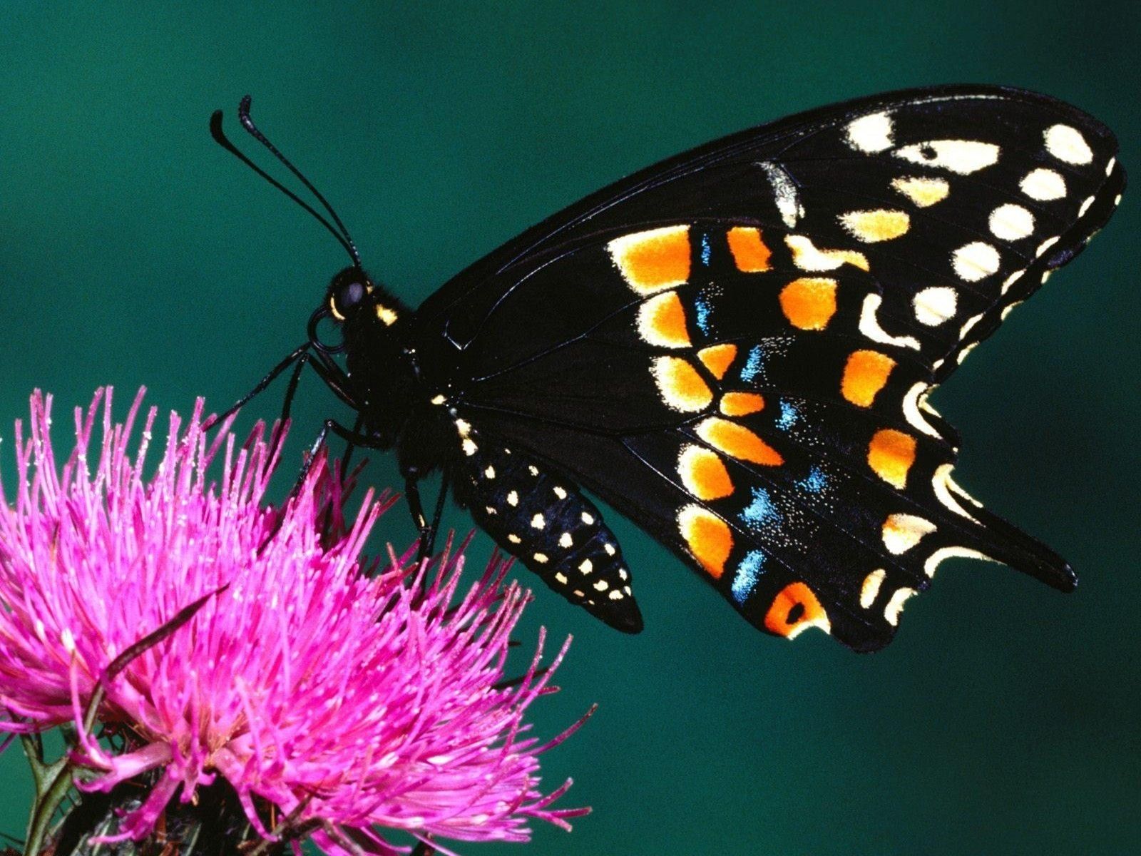 Pretty Butterfly Wallpapers - Wallpaper Cave