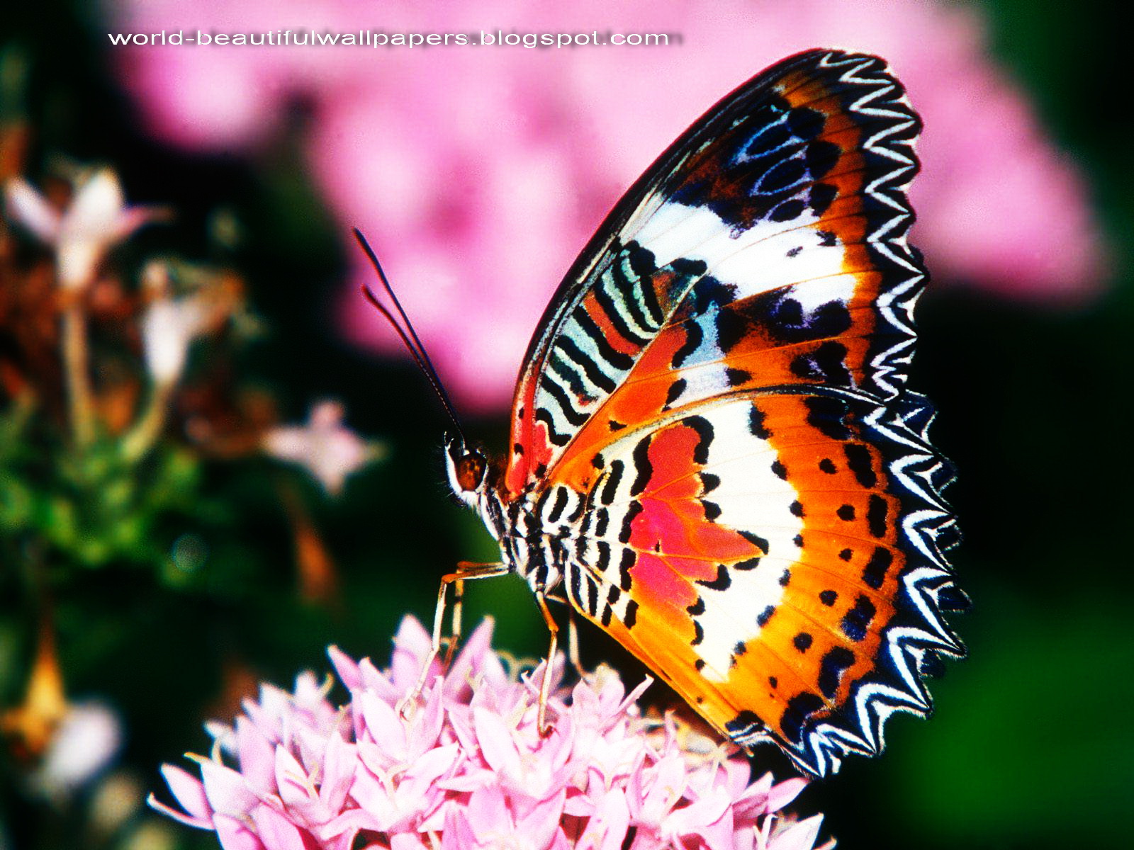 paulbarford heritage the ruth: Beautiful Butterflies Wallpaper