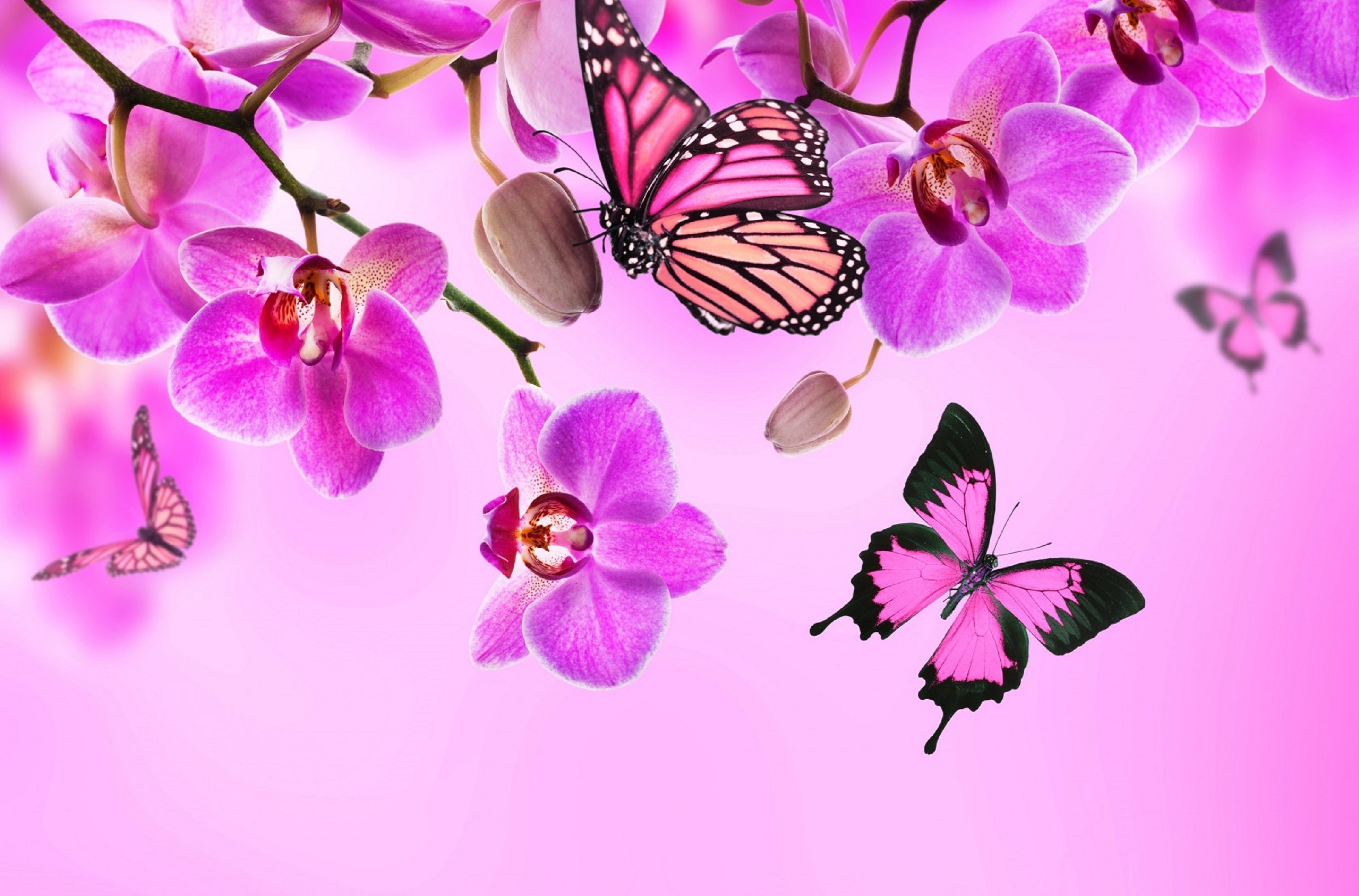 Flowers Butterfly Designs Colors Pink Nature Lovely Beautiful ...