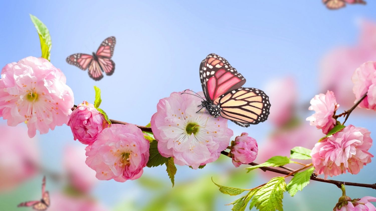Pink Flowers Blooms and Butterfly Wallpaper | Flower Meanings ...