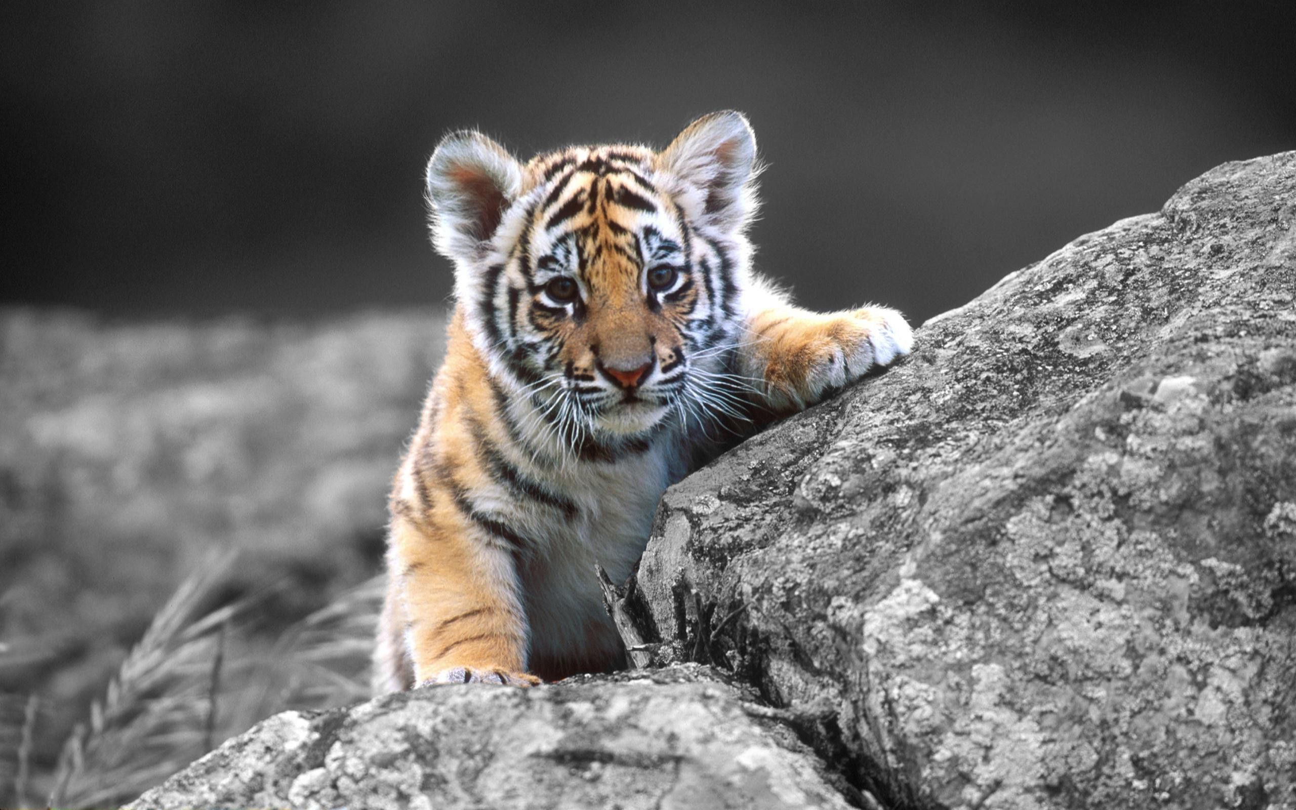 Tiger Baby Wallpapers