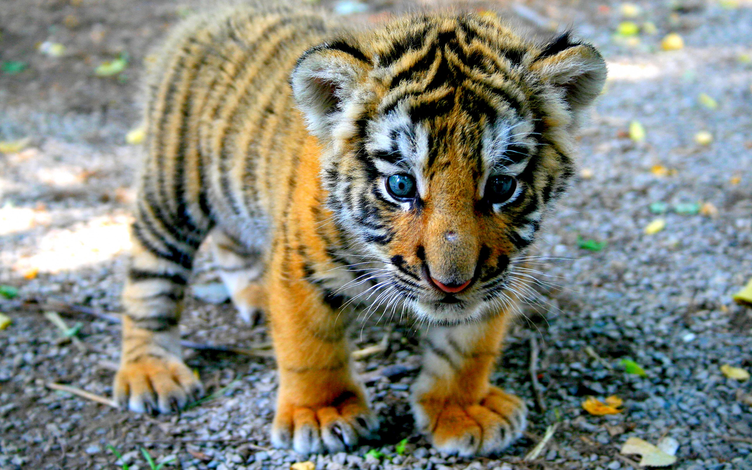 Animal Wallpaper Baby Tiger Wallpaper Background HD Background