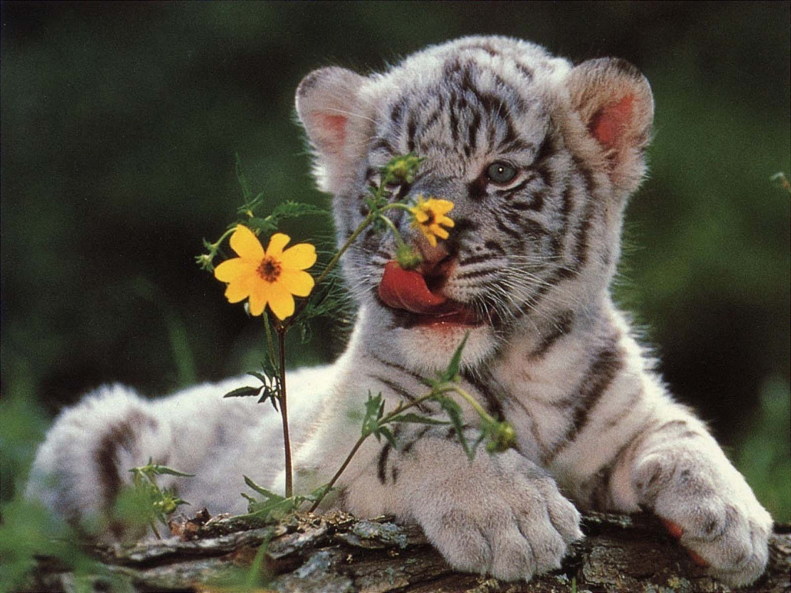 Baby White Tigers Wallpapers - 2013 Backgrounds