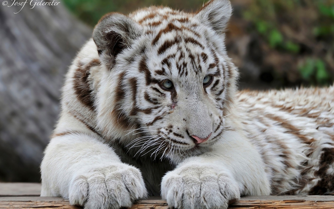 White Tiger Baby Wallpapers, HD Wallpaper Downloads