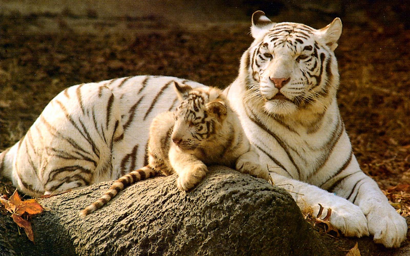 Baby White Tigers Wallpapers - 2013 Wallpapers