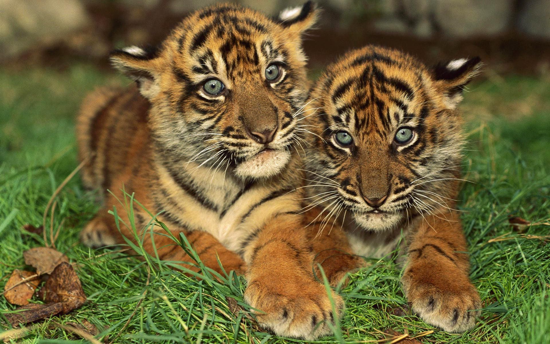 Baby Tigers Wallpaper HD Download For Desktop & Mobile