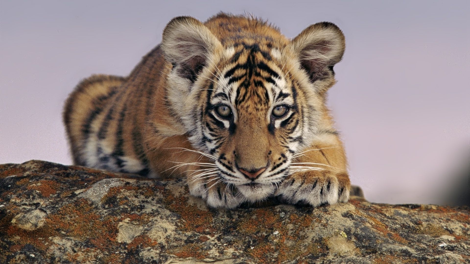 Baby Tiger HD Wallpaper | 1920x1080 | ID:43776