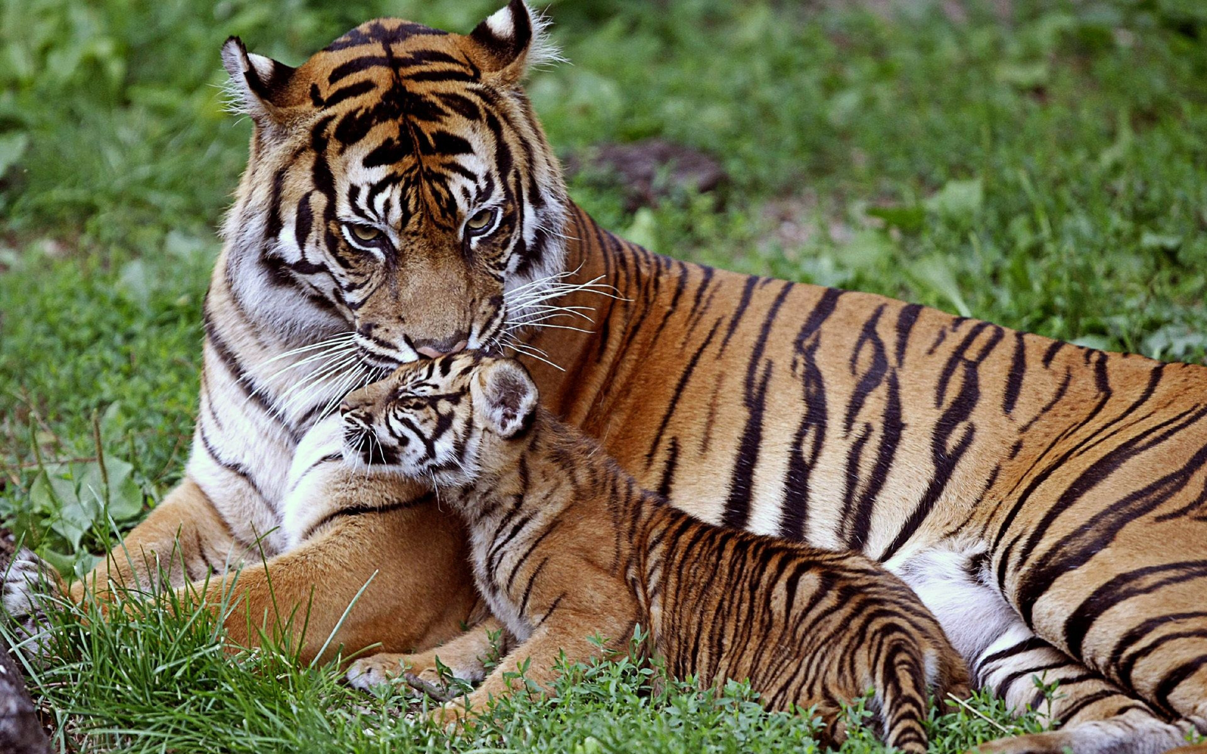 Download Wallpaper 3840x2400 Tiger, Cub, Down, Family, Care, Baby ...