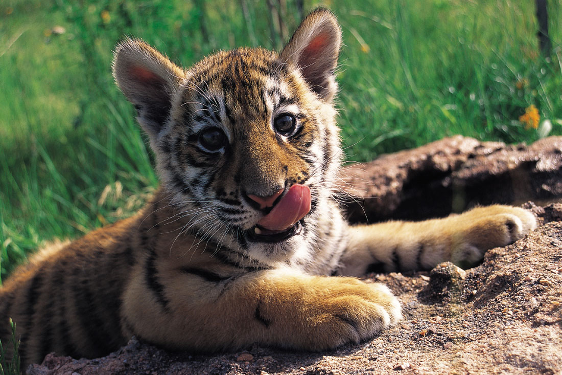 Cute Baby Tiger In Hd Wallpaper