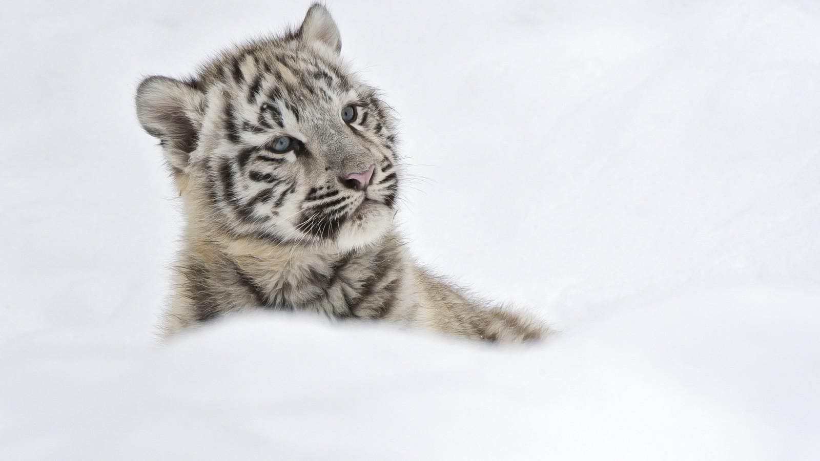 Baby tiger - (#155858) - High Quality and Resolution Wallpapers on ...