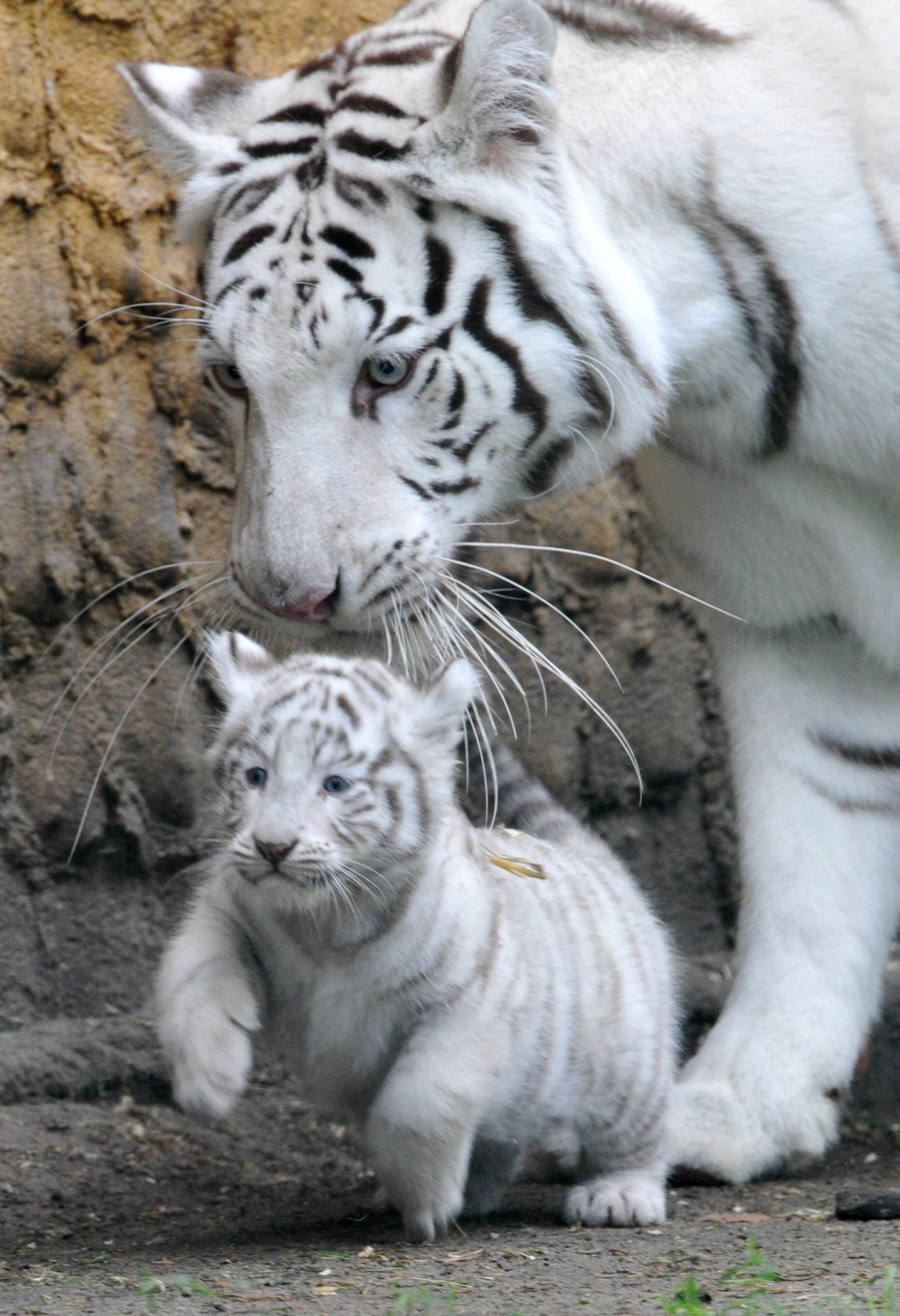 Baby White Tigers For Sale - wallpaper.